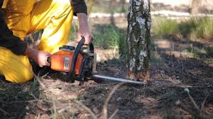 Best Arborist Consultation Services  in Weatherford, OK