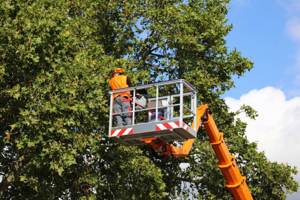 Tree and Shrub Care in Weatherford, OK