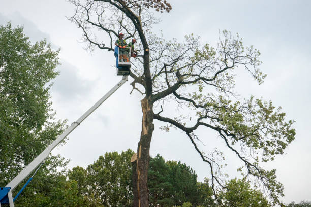 How Our Tree Care Process Works  in  Weatherford, OK