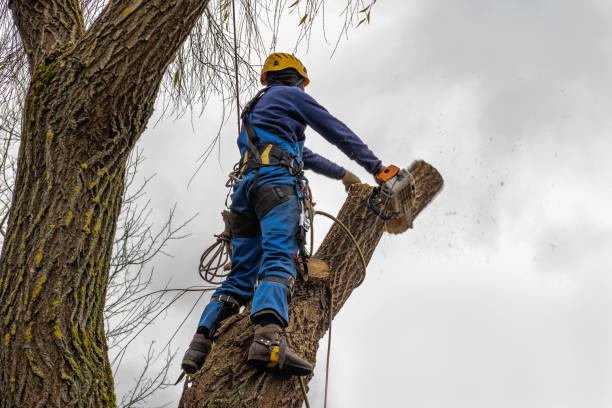 Trusted Weatherford, OK  Tree Services Experts